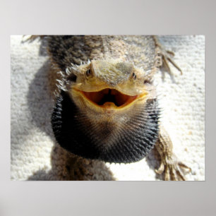 Oostelijke draak - Pogona barbata Poster