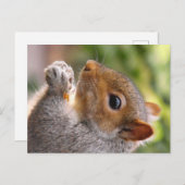 oostelijke grijze eekhoorn briefkaart (Voorkant / Achterkant)