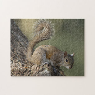 Oostelijke grijze eekhoorn, of grijze eekhoorn legpuzzel
