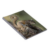 Oostelijke grijze eekhoorn, of grijze eekhoorn notitieboek (Rechterzijde)