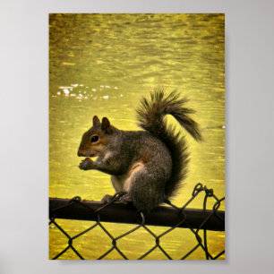 Oostelijke grijze eekhoorn (Sciurus carolinensis) Poster