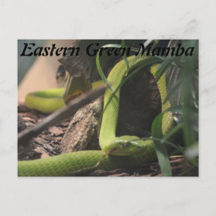 Oostelijke Groene Mamba Briefkaart