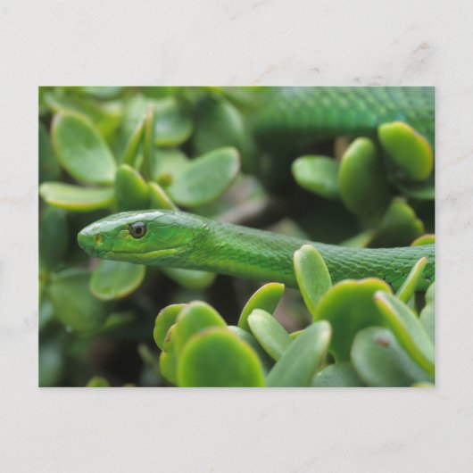 Oostelijke Groene Mamba (Dendroaspis Angusticeps) Briefkaart (Voorkant)