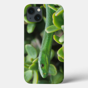 Oostelijke groene mamba (Dendroaspis angusticeps) iPhone 13 Hoesje