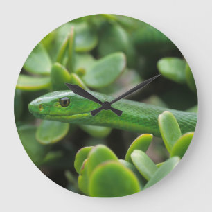 Oostelijke groene mamba (Dendroaspis angusticeps) Grote Klok