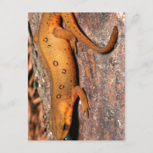 Oostelijke Hagedis Newt Briefkaart