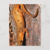 Oostelijke Hagedis Newt Briefkaart (Voorkant)