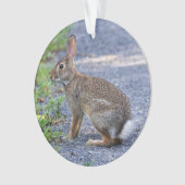 Oostelijke katoenstaart ornament (voorkant)