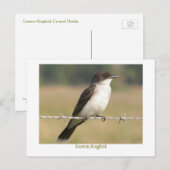 Oostelijke Kingbird Briefkaart (Voorkant / Achterkant)