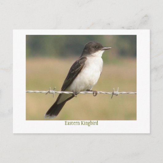 Oostelijke Kingbird Briefkaart (Voorkant)