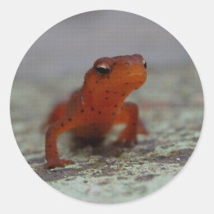 Oostelijke Newt-sticker Ronde Sticker