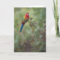 Oostelijke papegaai Rosella - wenskaart