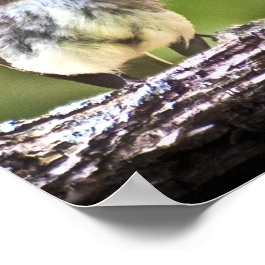 oostelijke Phoebe Fledglans Poster (Hoek)