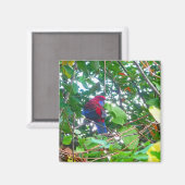 Oostelijke Rosella in Cotoneaster - Magneet (Voorkant / Achterkant)