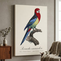 Oostelijke rosella of Platycercus eximius parkiet
