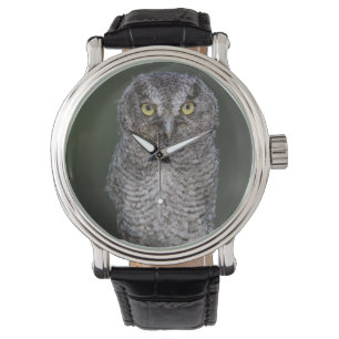Oostelijke schreeuwuil, Megascops asio, Otus 2 Horloge