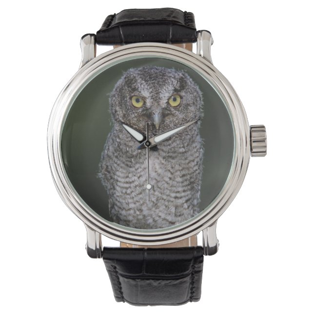 Oostelijke schreeuwuil, Megascops asio, Otus 2 Horloge (Voorkant)