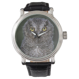 Oostelijke schreeuwuil, Megascops asio, Otus 2 Horloge