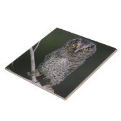 Oostelijke schreeuwuil, Megascops asio, Otus 2 Tegeltje (Zijkant)