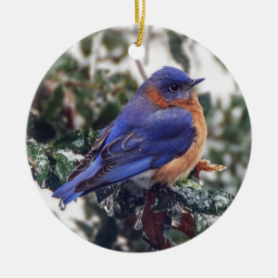 Oostelijke Sialia op het Ornament van de Hulst