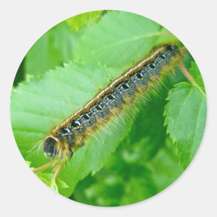 Oostelijke Tent Caterpillar Sticker