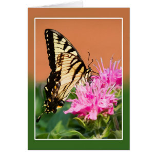 Oostelijke tijger Swallowtail Butterfly