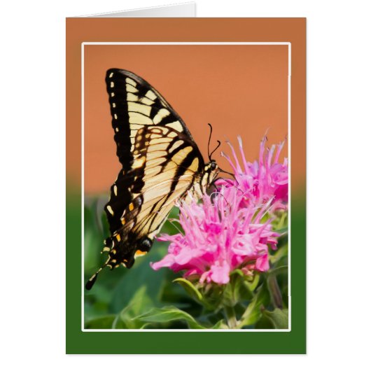 Oostelijke tijger Swallowtail Butterfly (Voorkant)