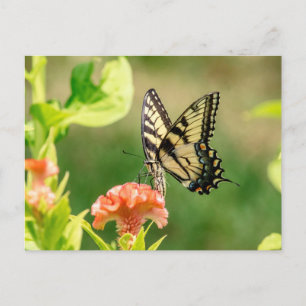 Oostelijke tijger Swallowtail Butterfly Briefkaart