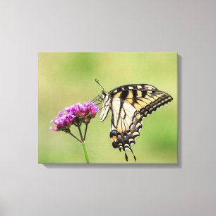Oostelijke tijger Swallowtail Butterfly Canvas Afdruk