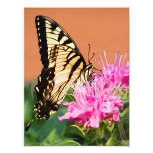 Oostelijke tijger Swallowtail Butterfly Foto Afdruk