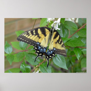 Oostelijke tijger Swallowtail Butterfly Poster