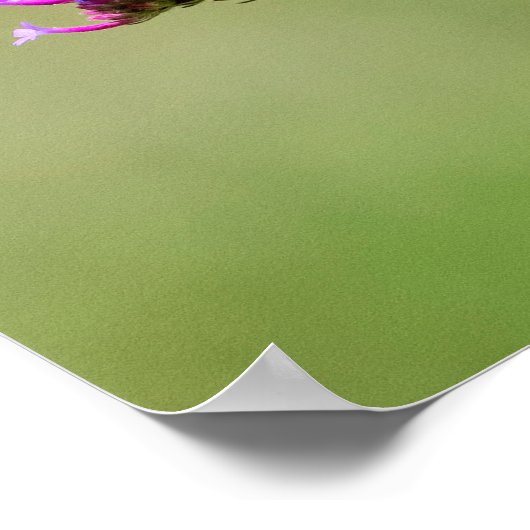 Oostelijke tijger Swallowtail Butterfly Poster (Hoek)