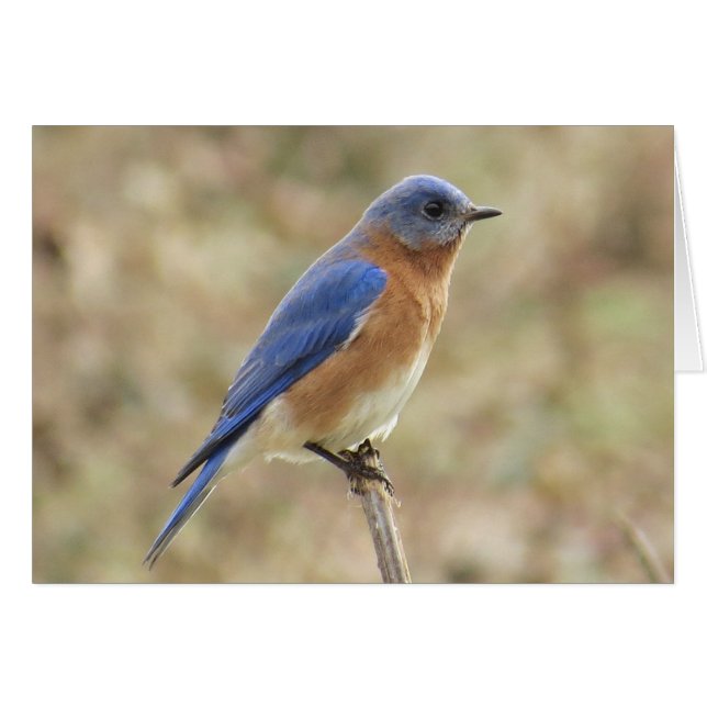 Oostelijke Wenskaart van Blauwvogel (Voorkant Horizontaal)