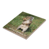 Oostergrijze eekhoorntegel tegeltje (Zijkant)