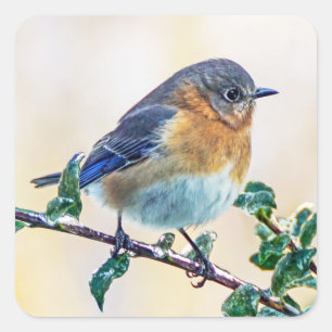 Oosterse blauwvogel op door ijs bedekte Limb-stick Vierkante Sticker
