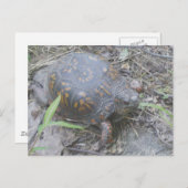 Oosterse box Turtle Briefkaart #1 (Voorkant / Achterkant)
