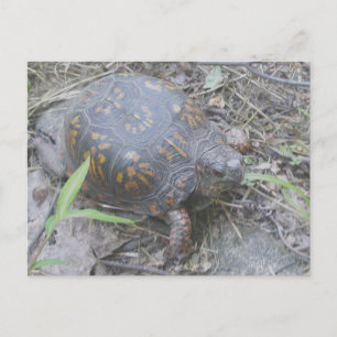 Oosterse box Turtle Briefkaart #1