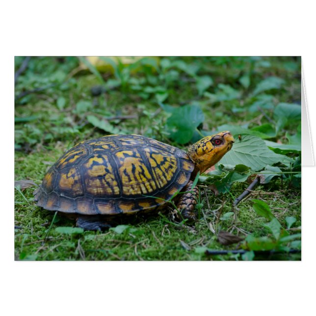 Oosterse boxschildpad (Voorkant Horizontaal)