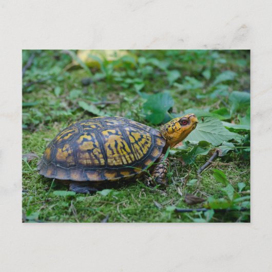 Oosterse boxschildpad briefkaart (Voorkant)