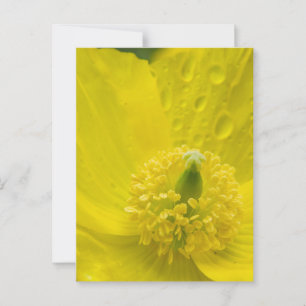 Oosterse gele papaver briefkaart