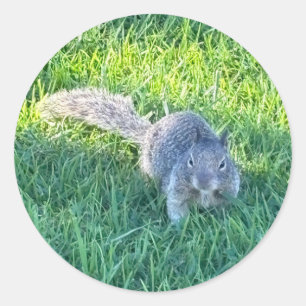 Oosterse grijze eekhoorn (Sciurus carolinensis) Ronde Sticker