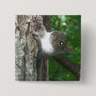 Oosterse grijze eekhoorn (Sciurus carolinensis) Vierkante Button 5,1 Cm