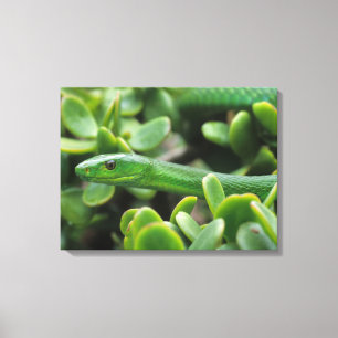Oosterse Groene Mamba (Dendroaspis Angusticeps) Canvas Afdruk