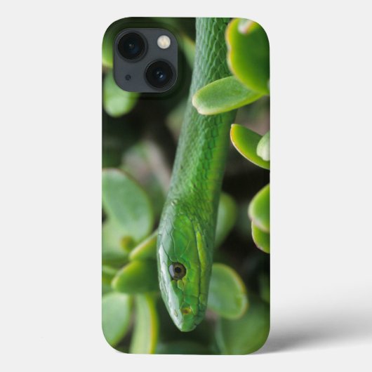 Oosterse Groene Mamba (Dendroaspis Angusticeps) Case-Mate iPhone Case (Achterkant)