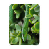Oosterse Groene Mamba (Dendroaspis Angusticeps) Magneet (Verticaal)