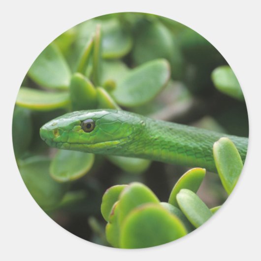 Oosterse Groene Mamba (Dendroaspis Angusticeps) Ronde Sticker (Voorkant)