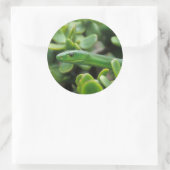 Oosterse Groene Mamba (Dendroaspis Angusticeps) Ronde Sticker (Tas)