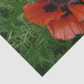 Oosterse klaproos tissuepapier (Detail)