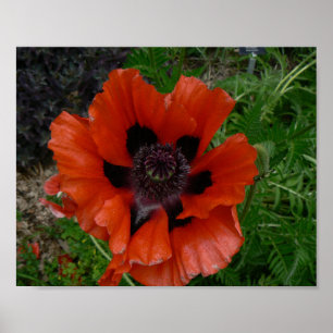 Oosterse papaver poster