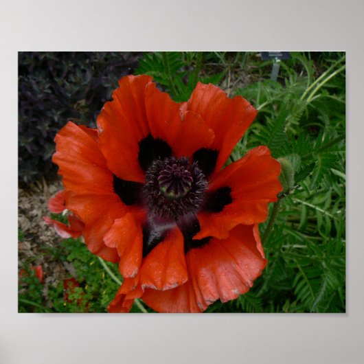 Oosterse papaver poster (Voorkant)